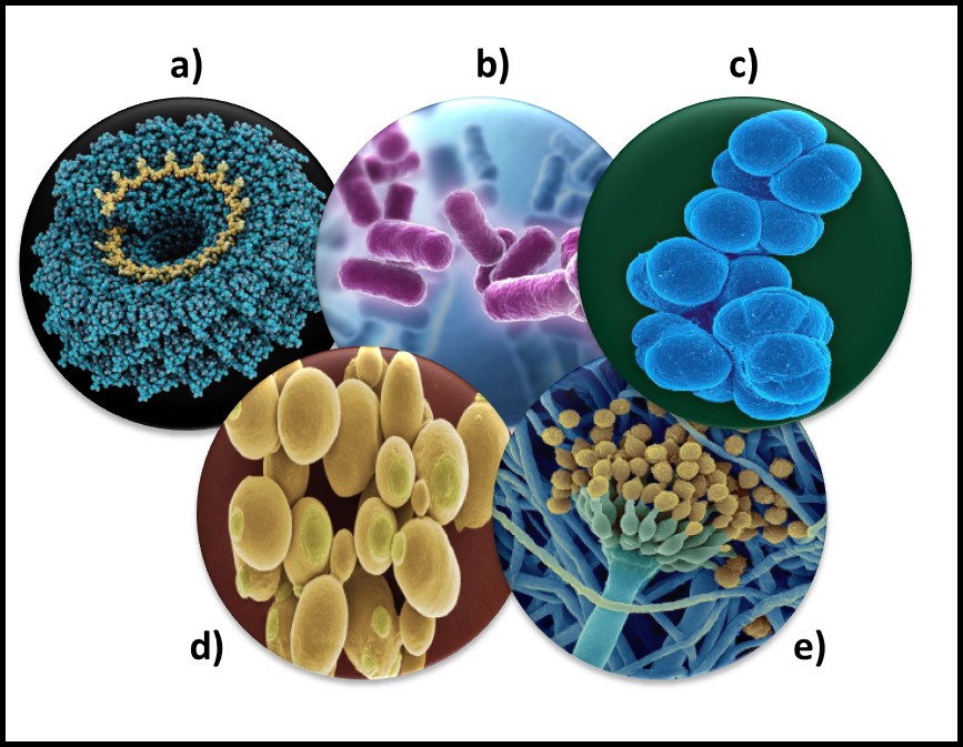 UST Microbiology Society - November's microbe of the month